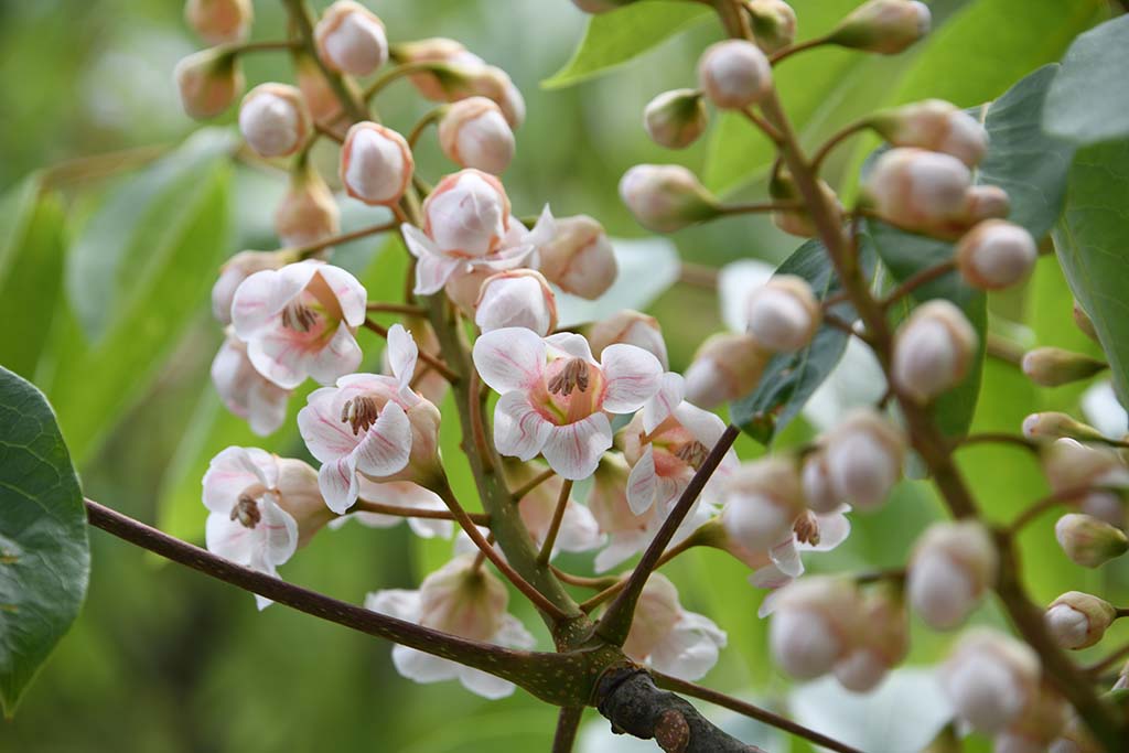 伯樂(lè)樹(shù)