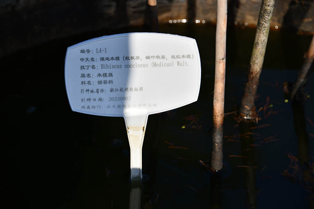 濕地木槿（紅秋葵、槭葉秋葵、玫紅秋葵）