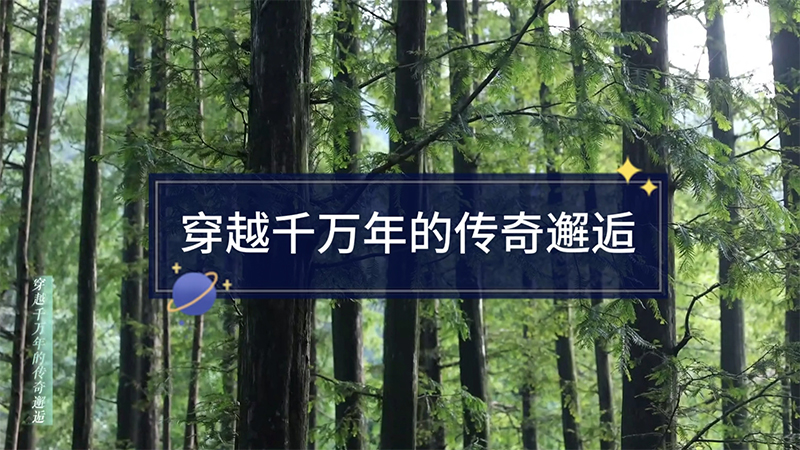  胡先骕與水杉--穿越千萬年的傳奇邂逅