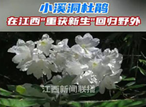 從滅絕到重生！"植物界大熊貓"野外回歸